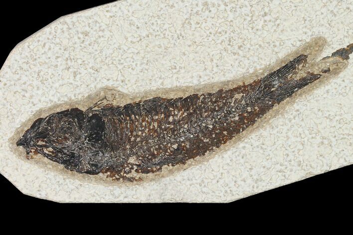 Bargain, Fossil Fish (Knightia) - Wyoming #155535